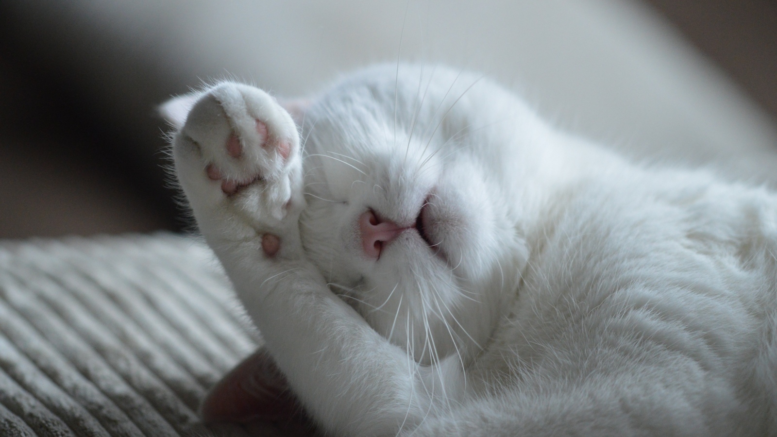 Красивый белый кот спит на кровати 