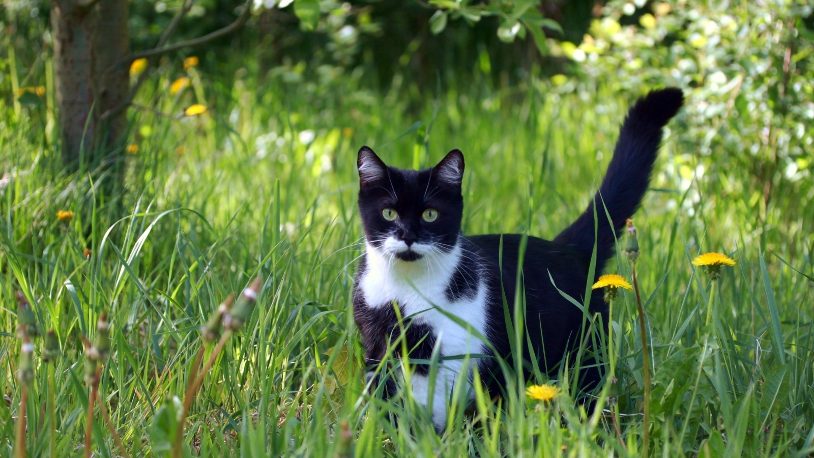 Черно-белый кот в зеленой траве