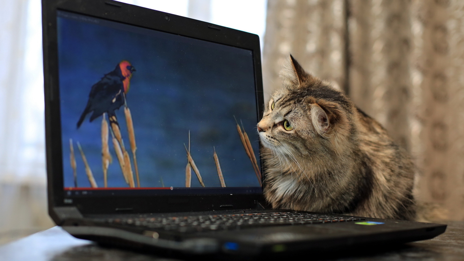 Любопытный серый кот с ноутбуком