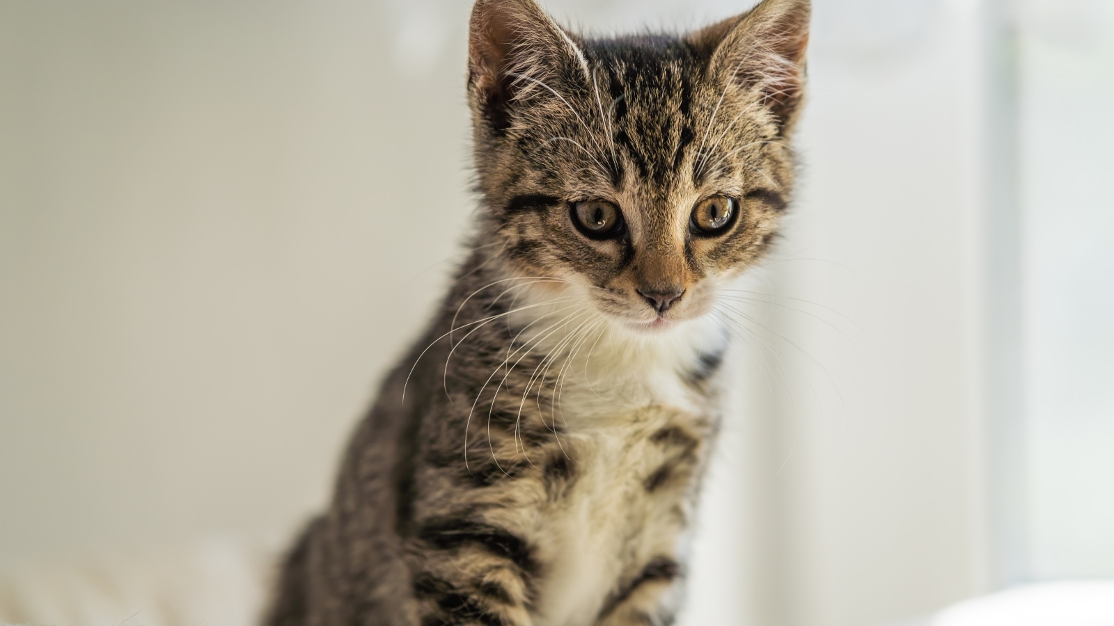 Милый серый котенок сидит на кровати