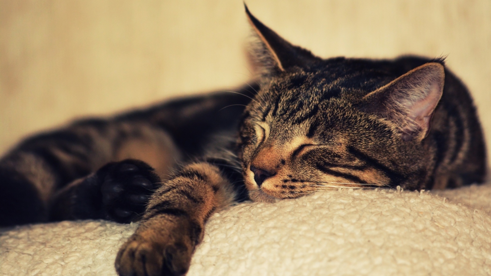 Серая кошка спит на белом покрывале