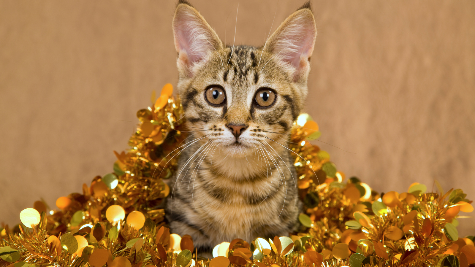 Котенок в новогодней мишуре