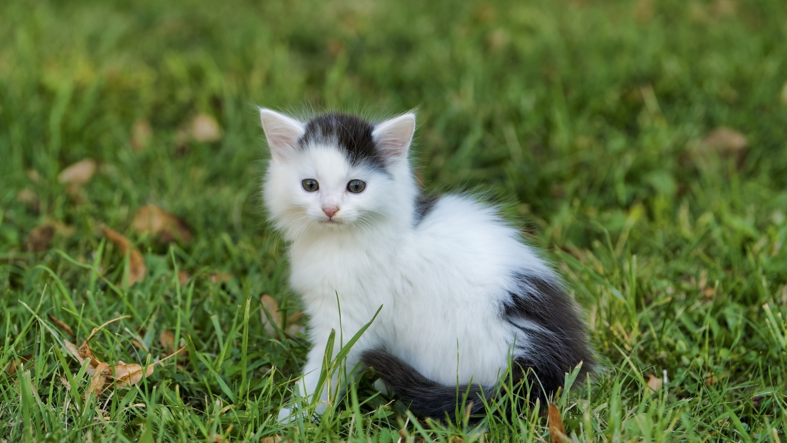 Маленький черно белый котенок сидит на зеленой траве