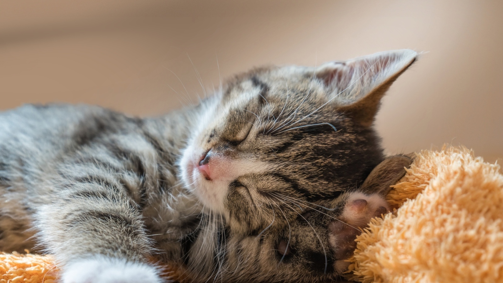 Маленький милый спящий серый котенок