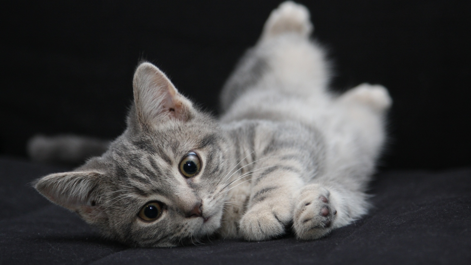 Маленький серый котенок на черном покрывале