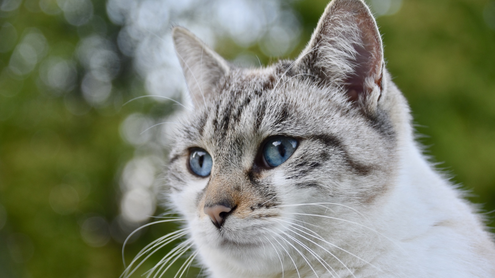 Морда голубоглазой породистой кошки