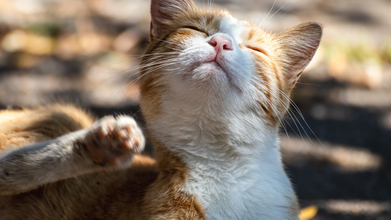 Рыжий кот с закрытыми глазами