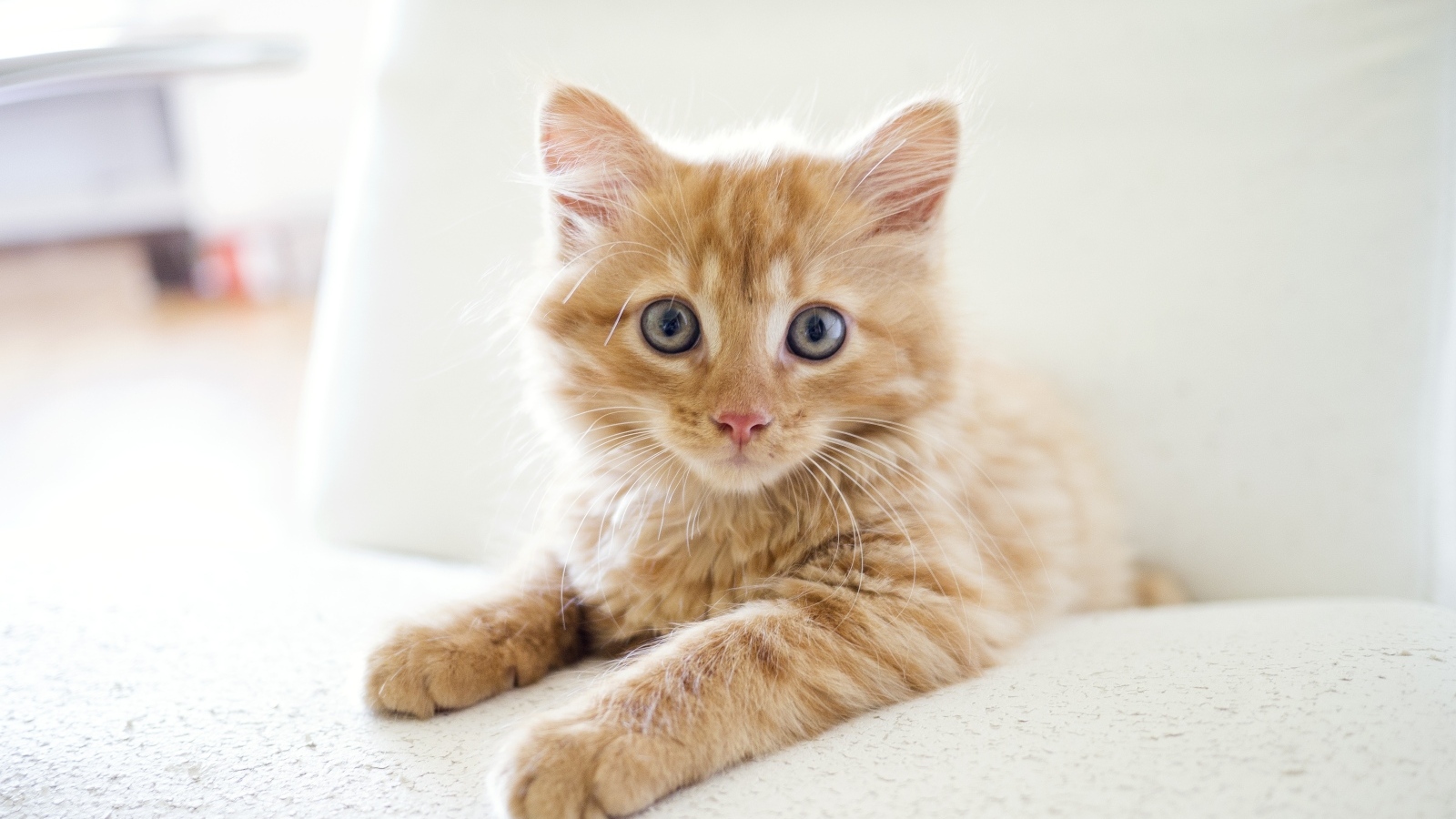 Удивленный взгляд маленького рыжего котенка