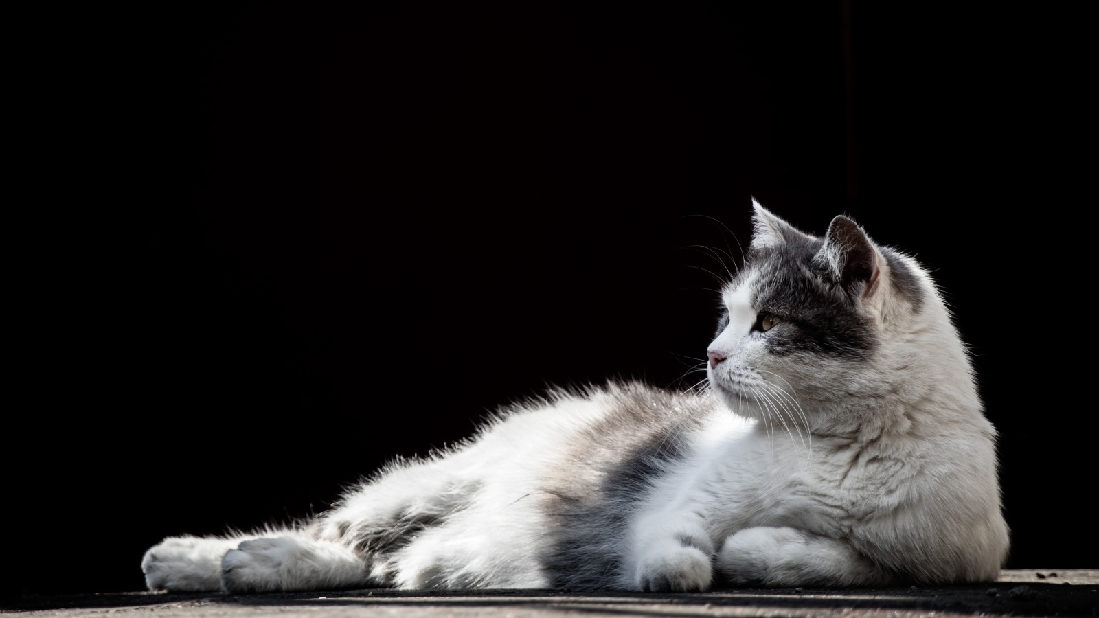 Белый с серыми пятнами кот на черном фоне