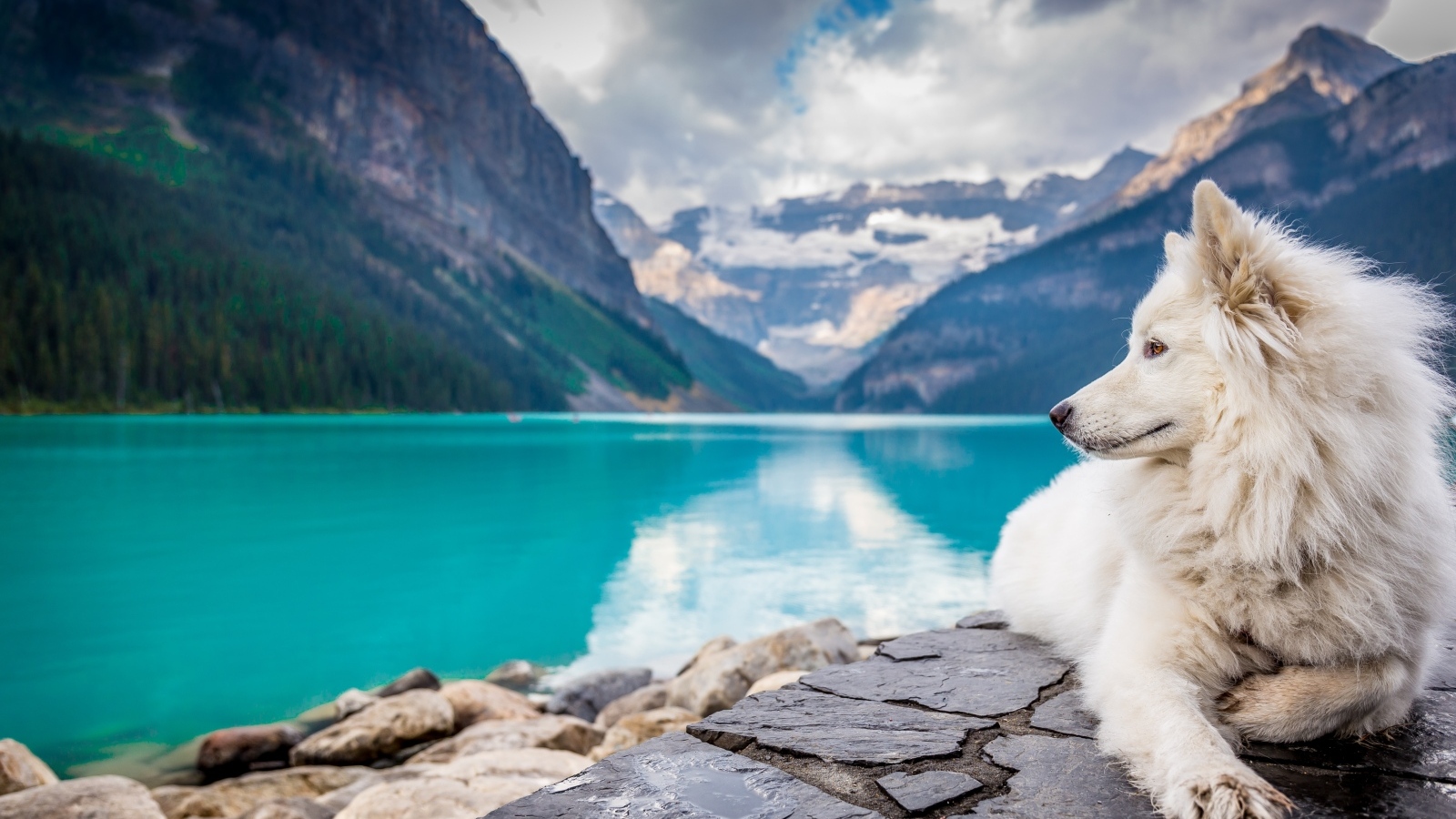Белый пес лежит на берегу голубого горного озера