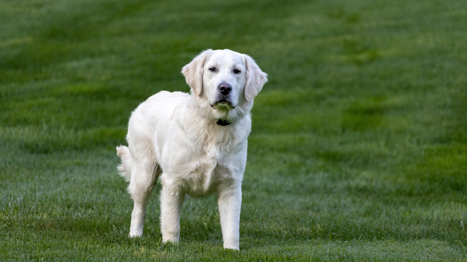 Большой золотистый ретривер на зеленой траве