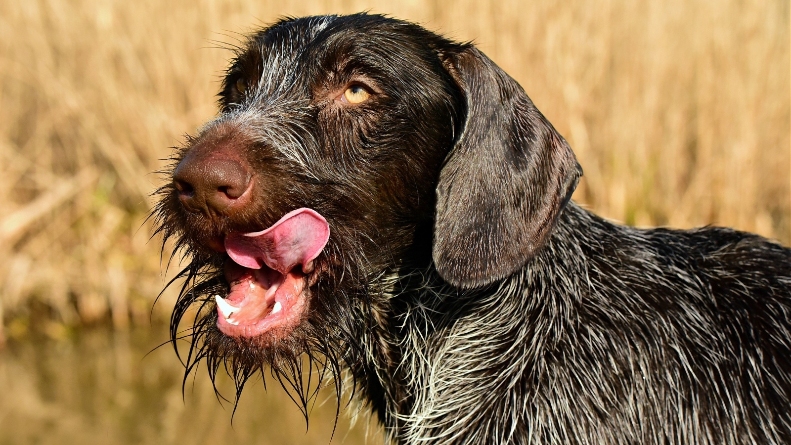 Черный пес породы Дратхаар с высунутым языком