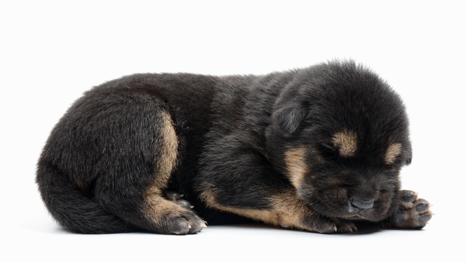 Слепой маленький щенок немецкой овчарки на белом фоне