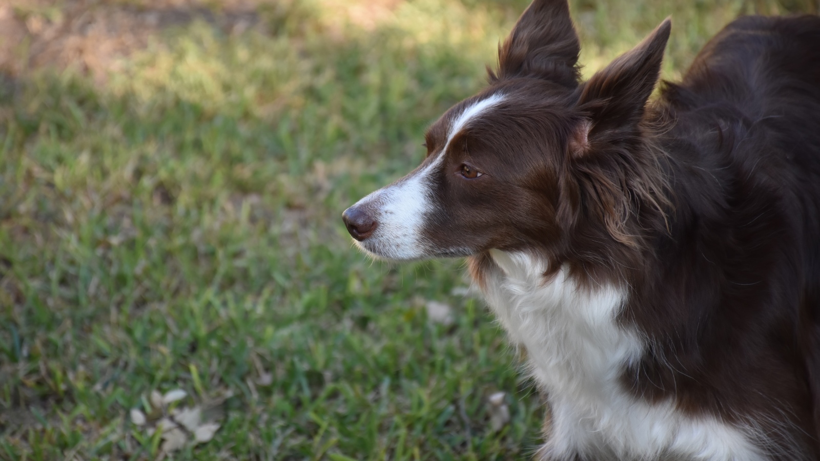 Собака породы бордер-колли- на прогулке