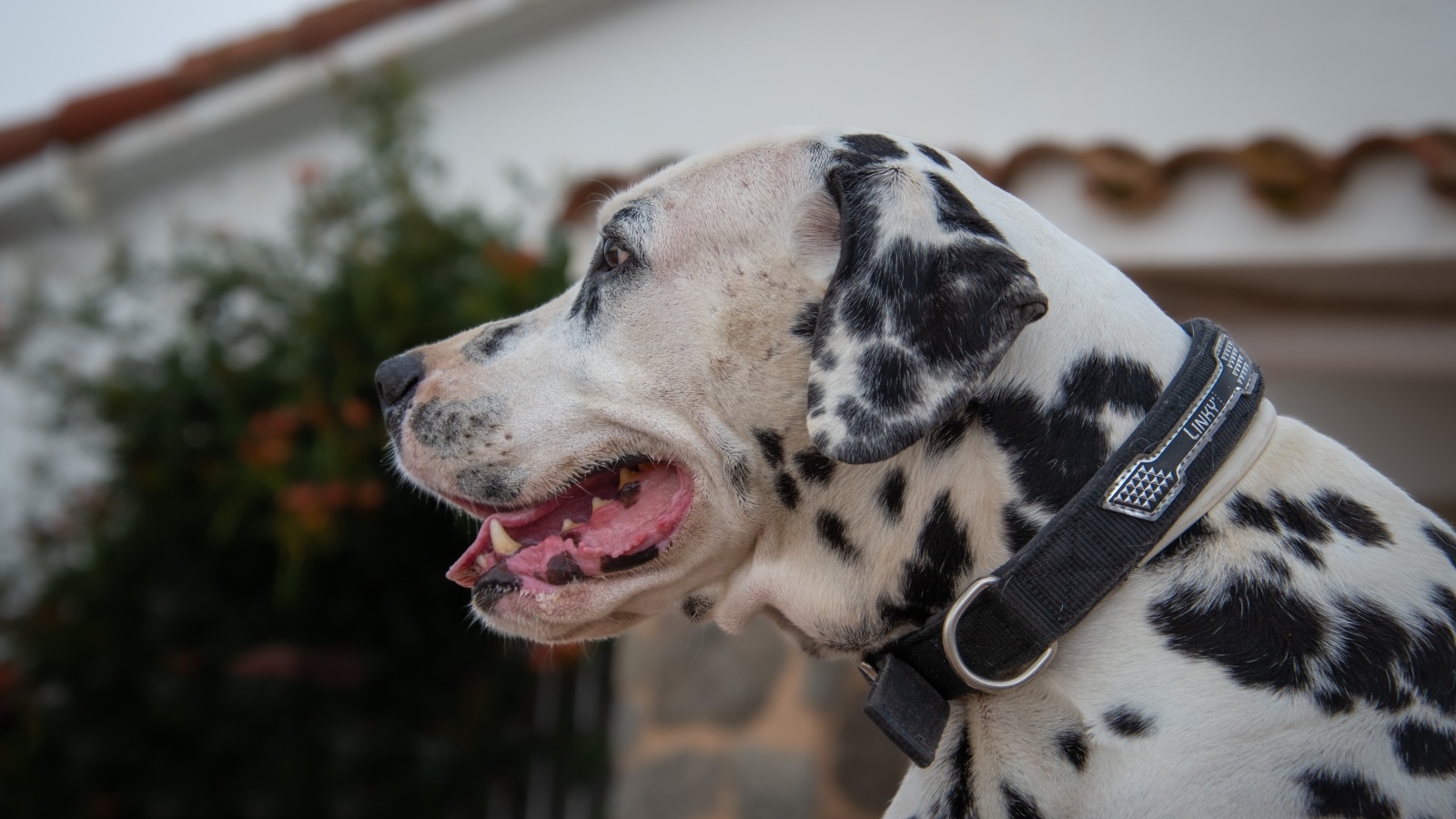 Большой пятнистый далматин в ошейнике