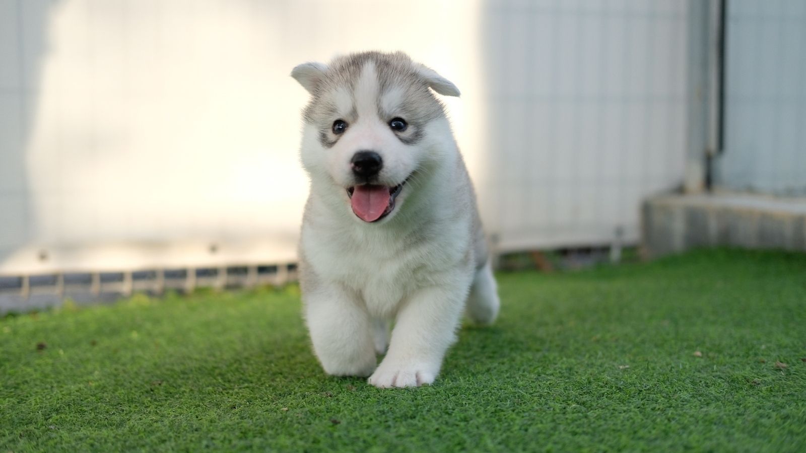 Маленький щенок хаски с высунутым языком