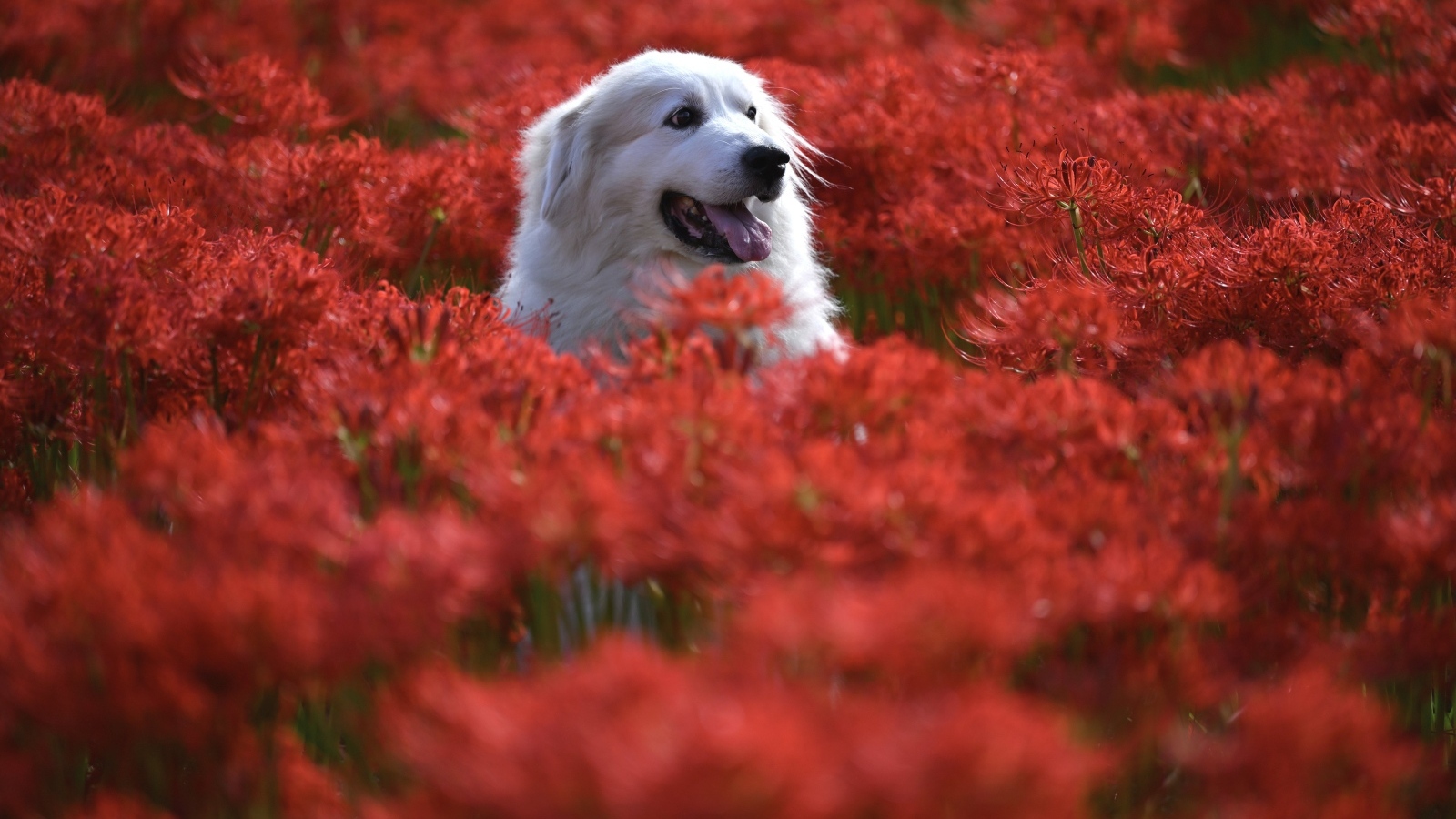 Пиренейская горная собака сидит в красных цветах