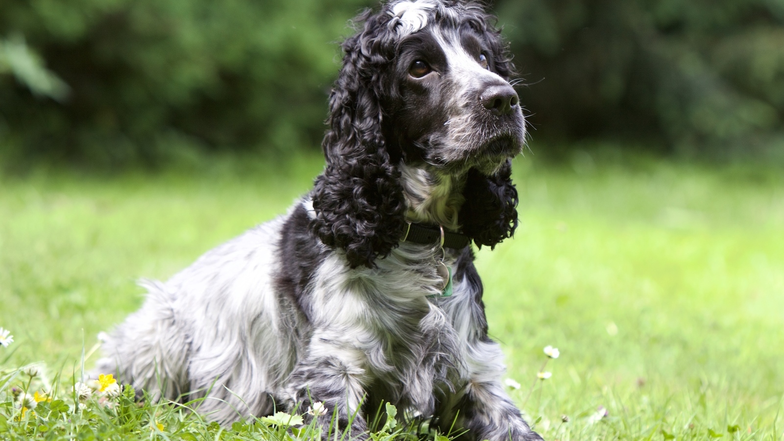 Грустный кокер спаниель лежит на траве