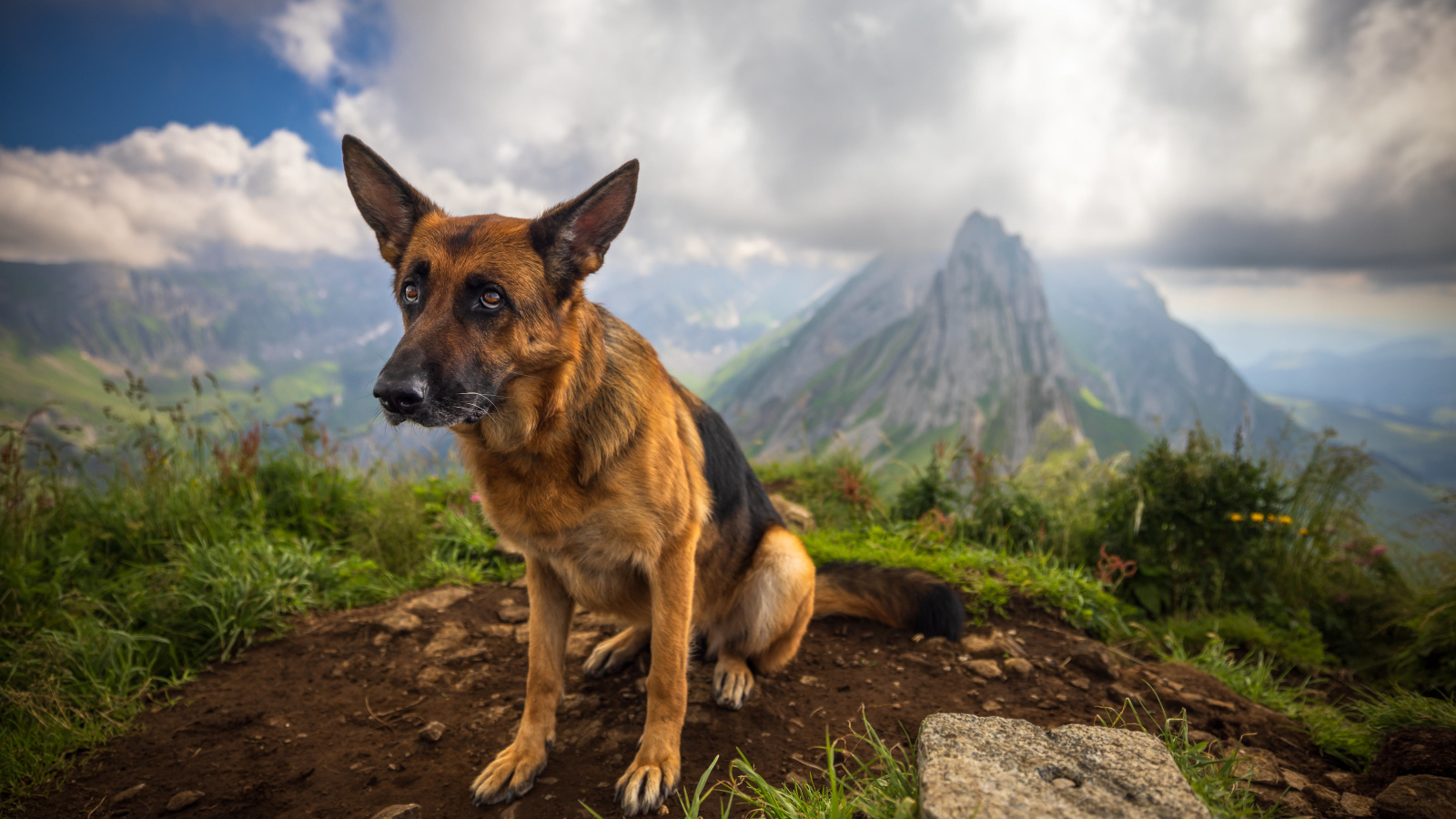 Грустная немецкая овчарка в горах