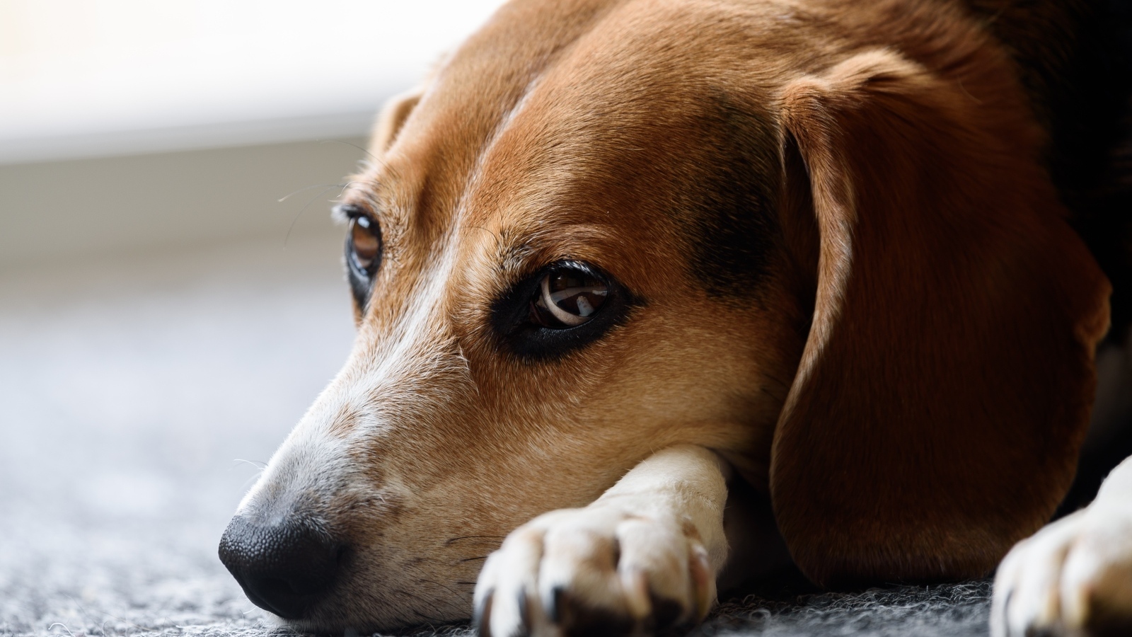 Грустный коричневый пес лежит на полу