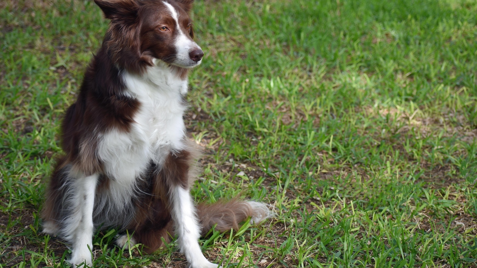 Грустный пес породы бордер колли сидит на траве