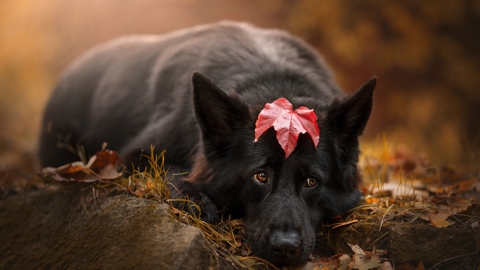 Грустный пес лежит на холодной земле