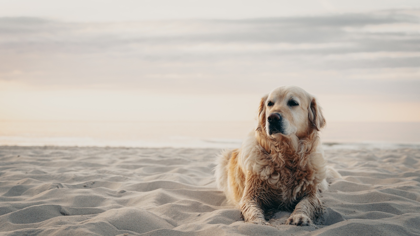 Грустный золотистый ретривер лежит на песке