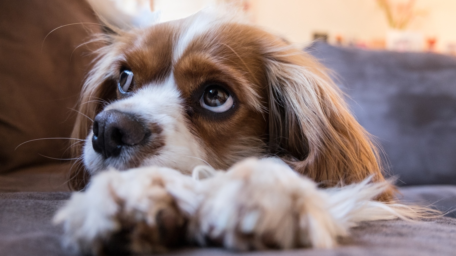 Грустный кинг чарльз спаниель лежит на кровати 