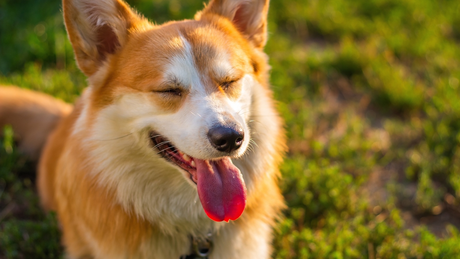 Довольный корги с высунутым языком