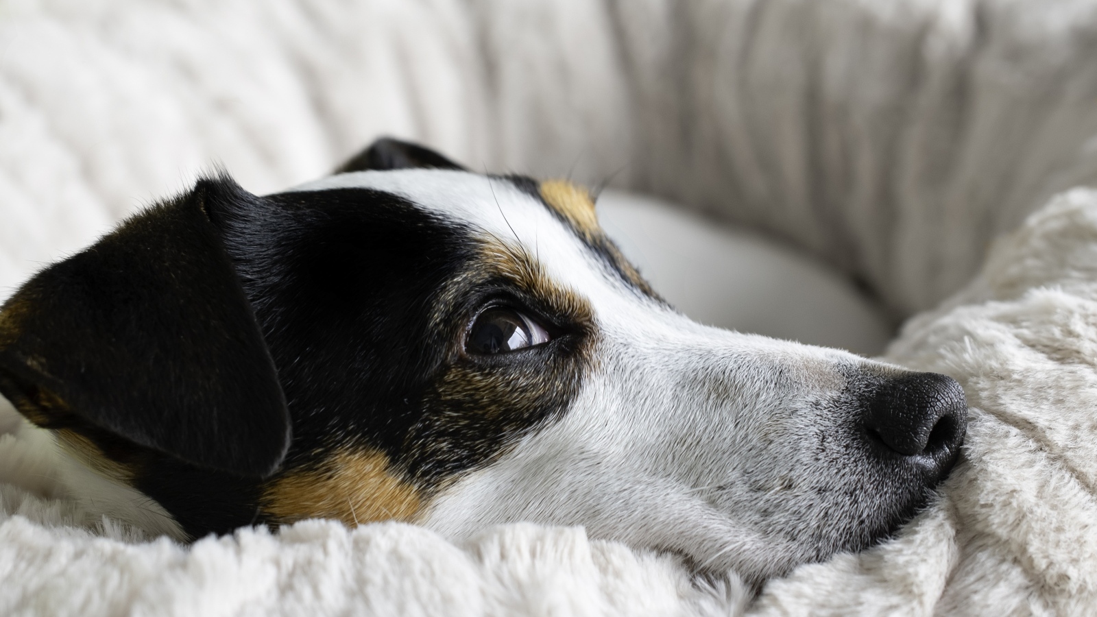 Сонный джек рассел терьер лежит на кровати 