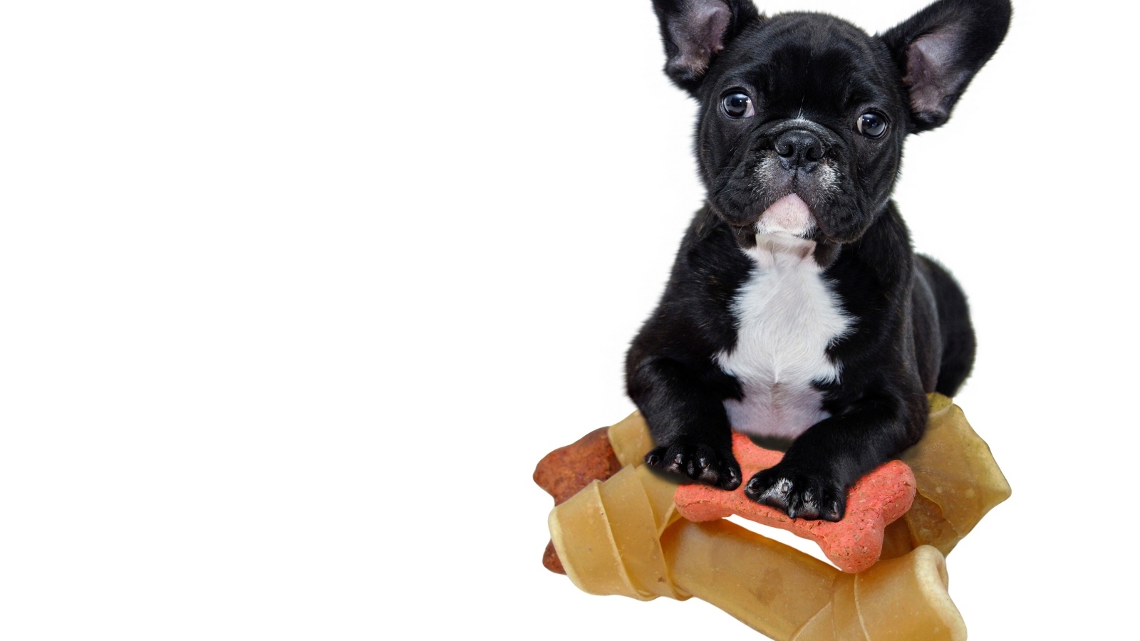 Маленький черный французский бульдог с игрушками на белом фоне