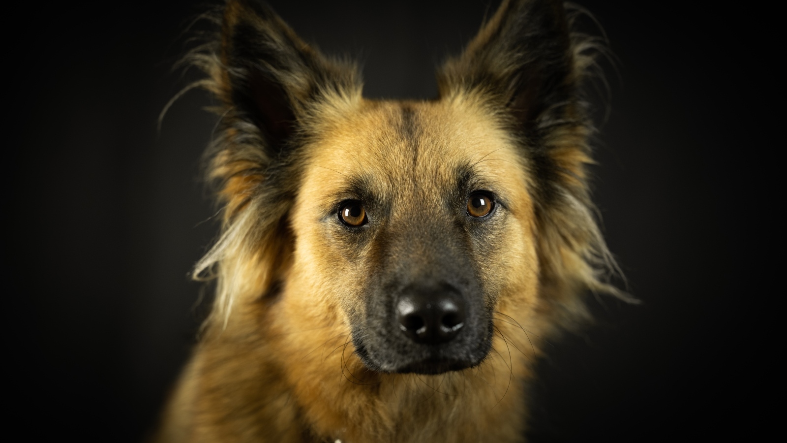 Умная морда собаки на черном фоне