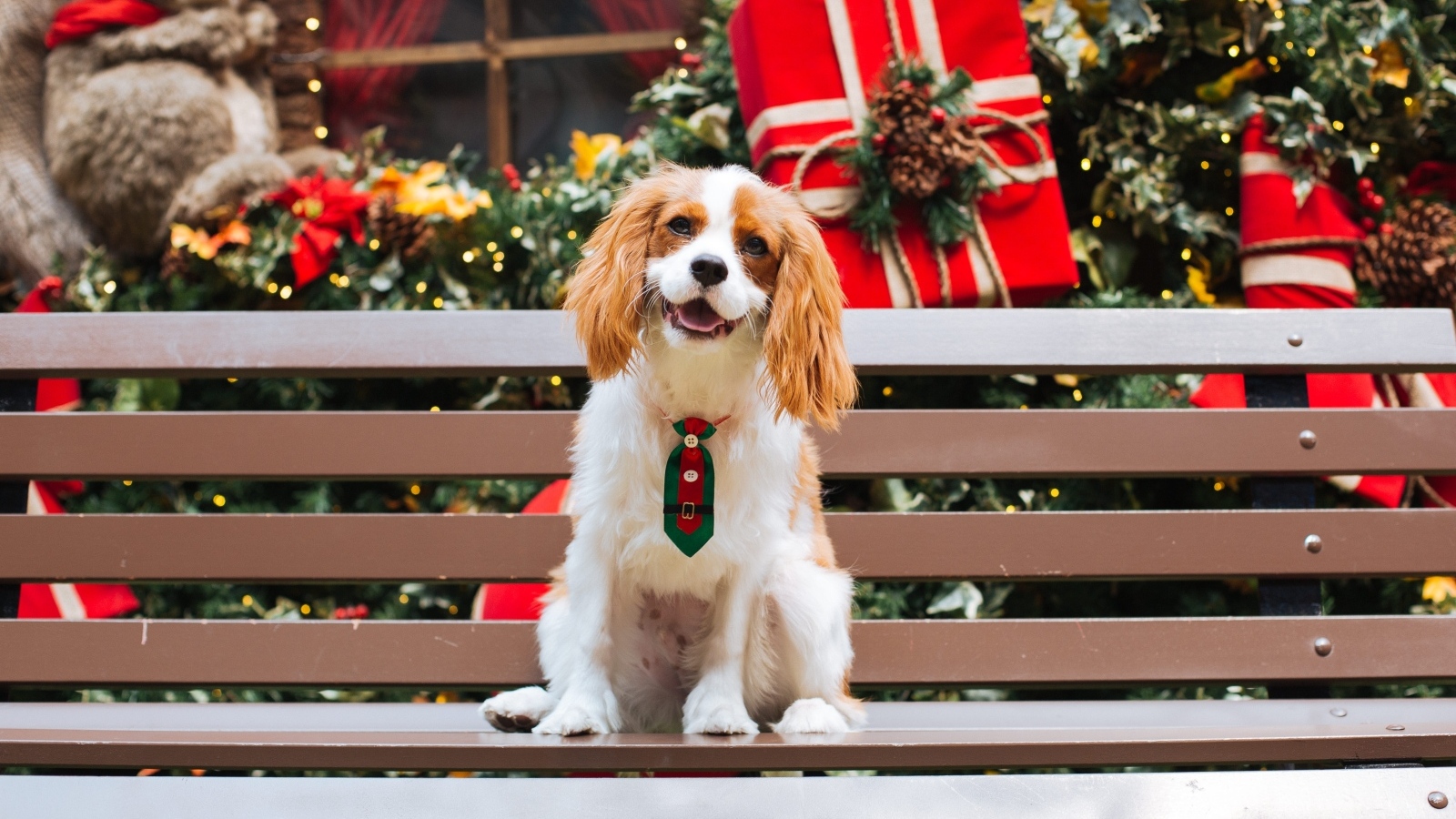 Улыбающийся чарльз кинг спаниель сидит на лавке