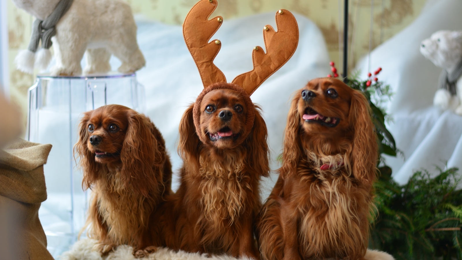 Три породистые собаки позируют для фото 