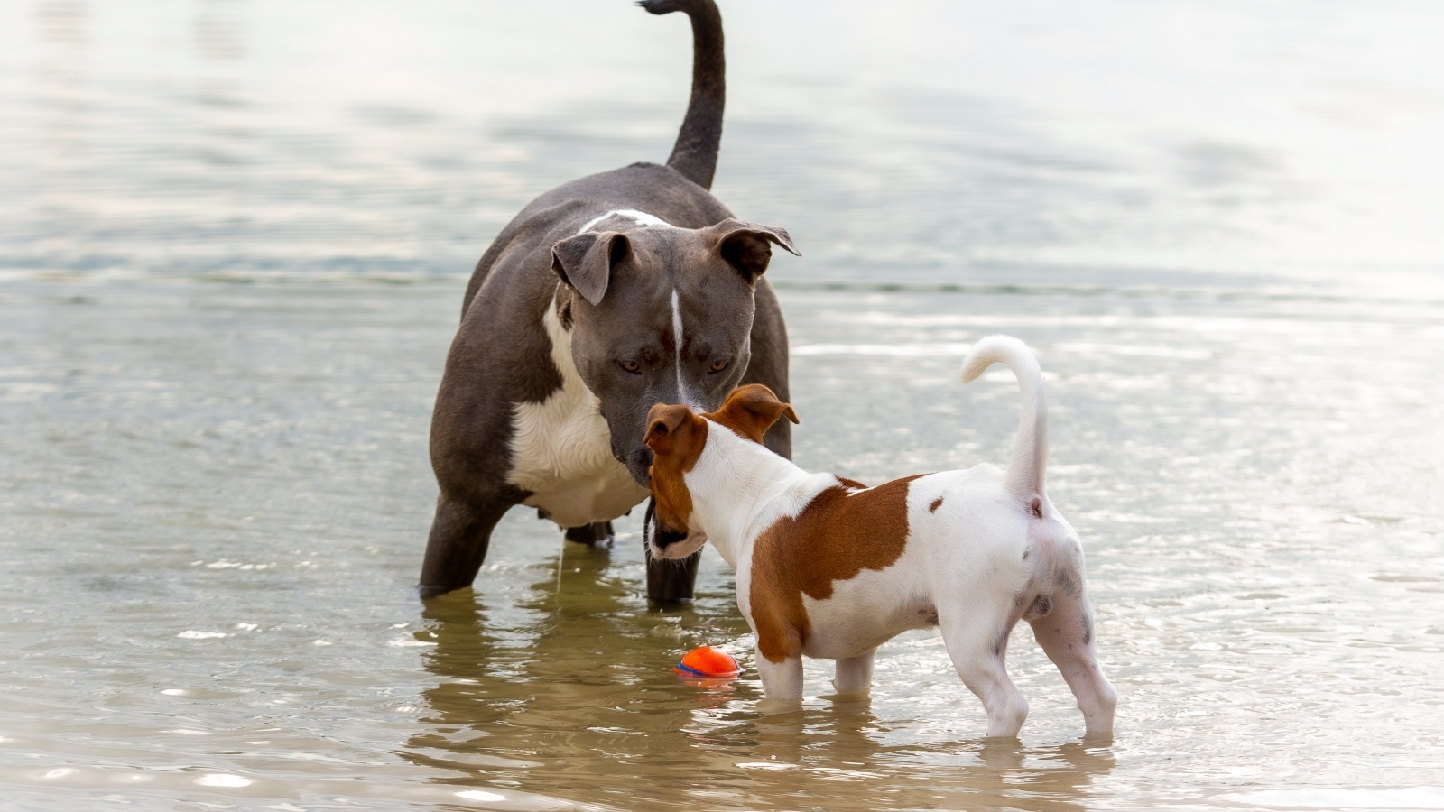 Две породистые собаки знакомятся в воде