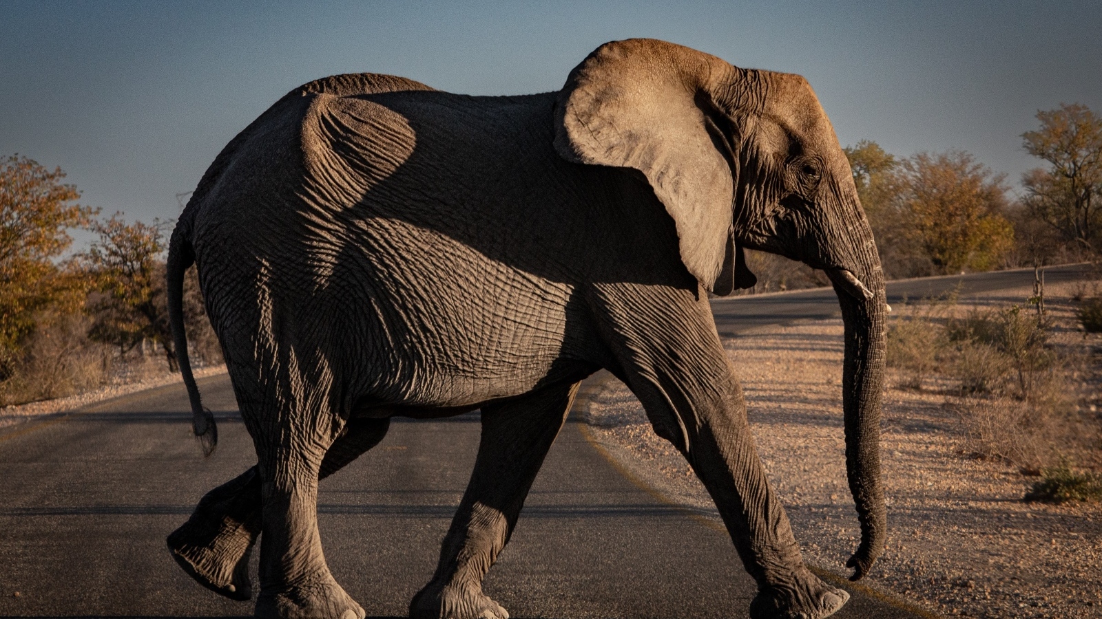 Большой серый слон переходит дорогу