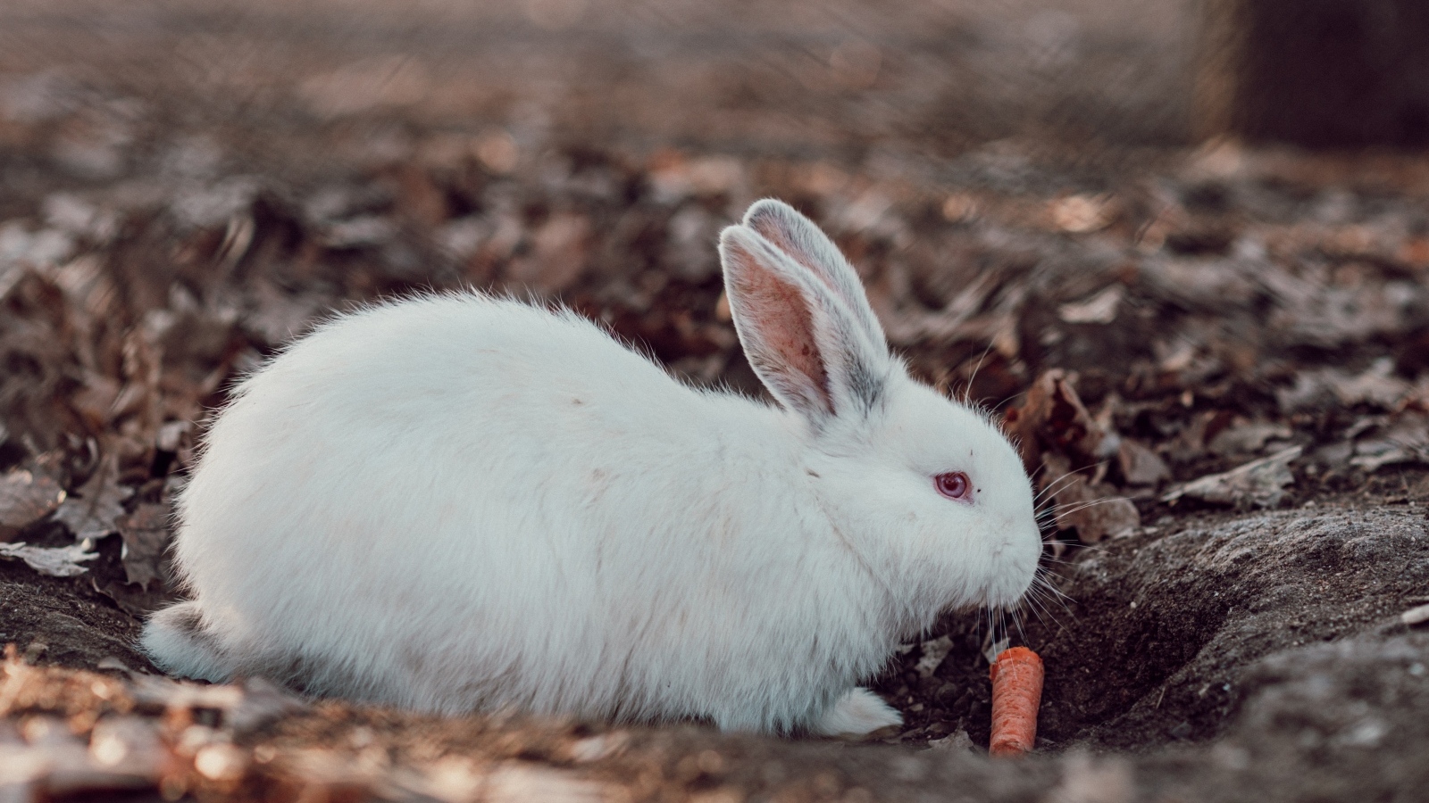 Большой белый кролик  с морковью 