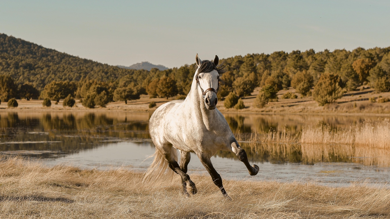 Большая белая лошадь скачет по траве у реки