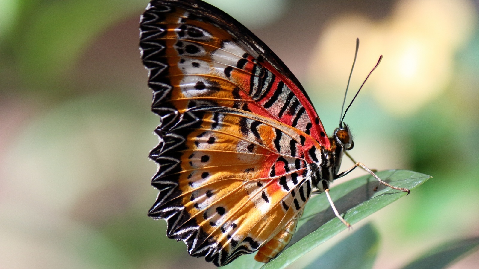 Красивая большая бабочка сидит на зеленом листке
