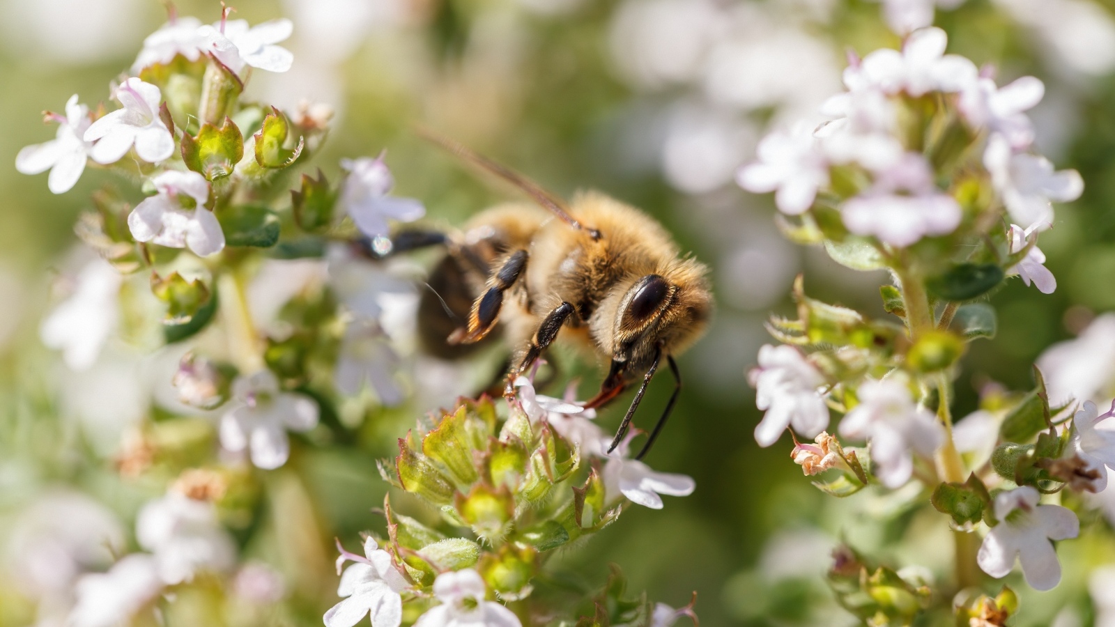 Пчела собирает пыльцу с белого цветка