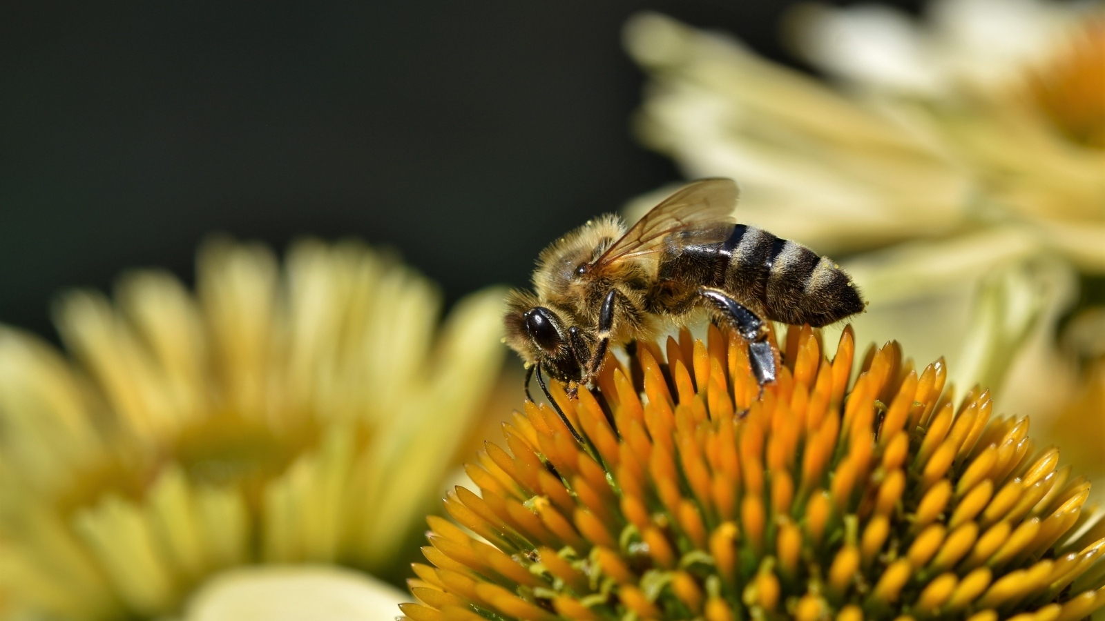 Пчела сидит на желтом медовом цветке