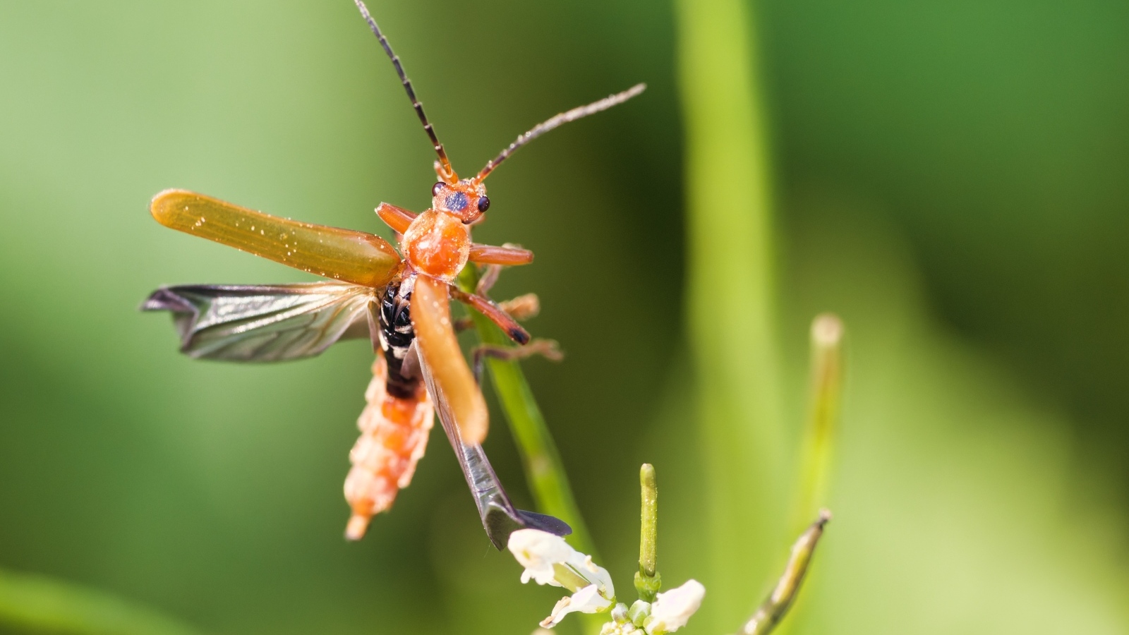 Жук взлетает с растения