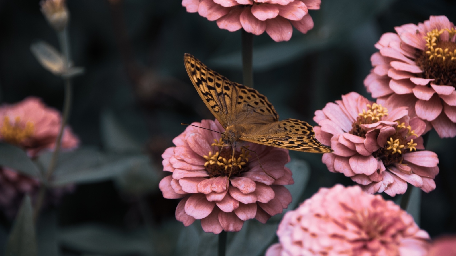 Коричневая бабочка сидит на розовом цветке циннии