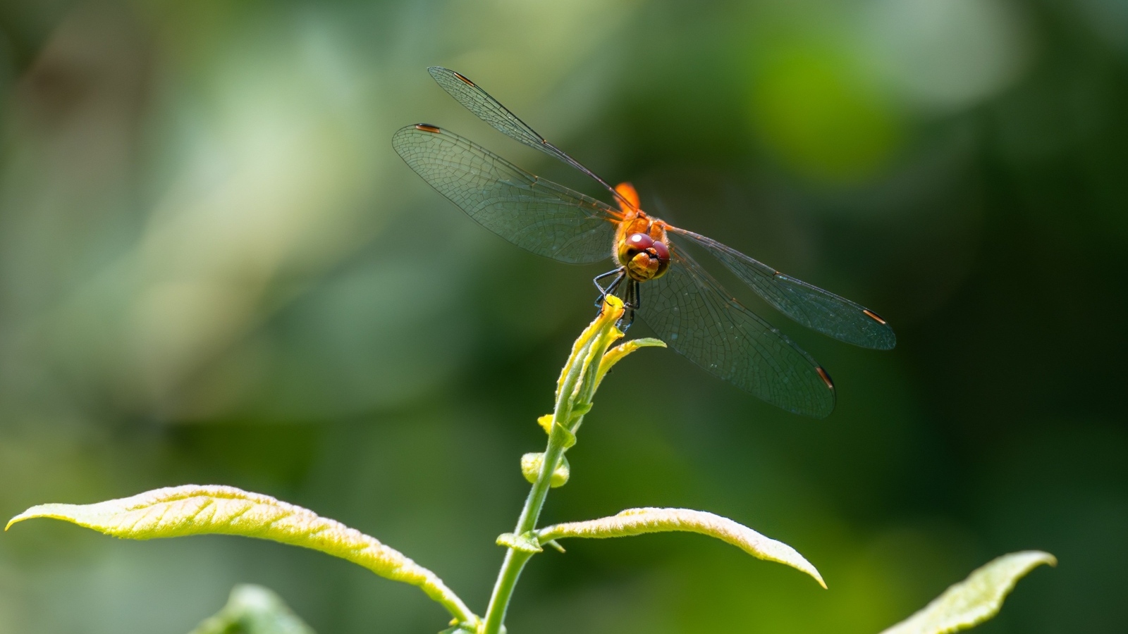 Стрекоза с прозрачными крыльями сидит на зеленом растении