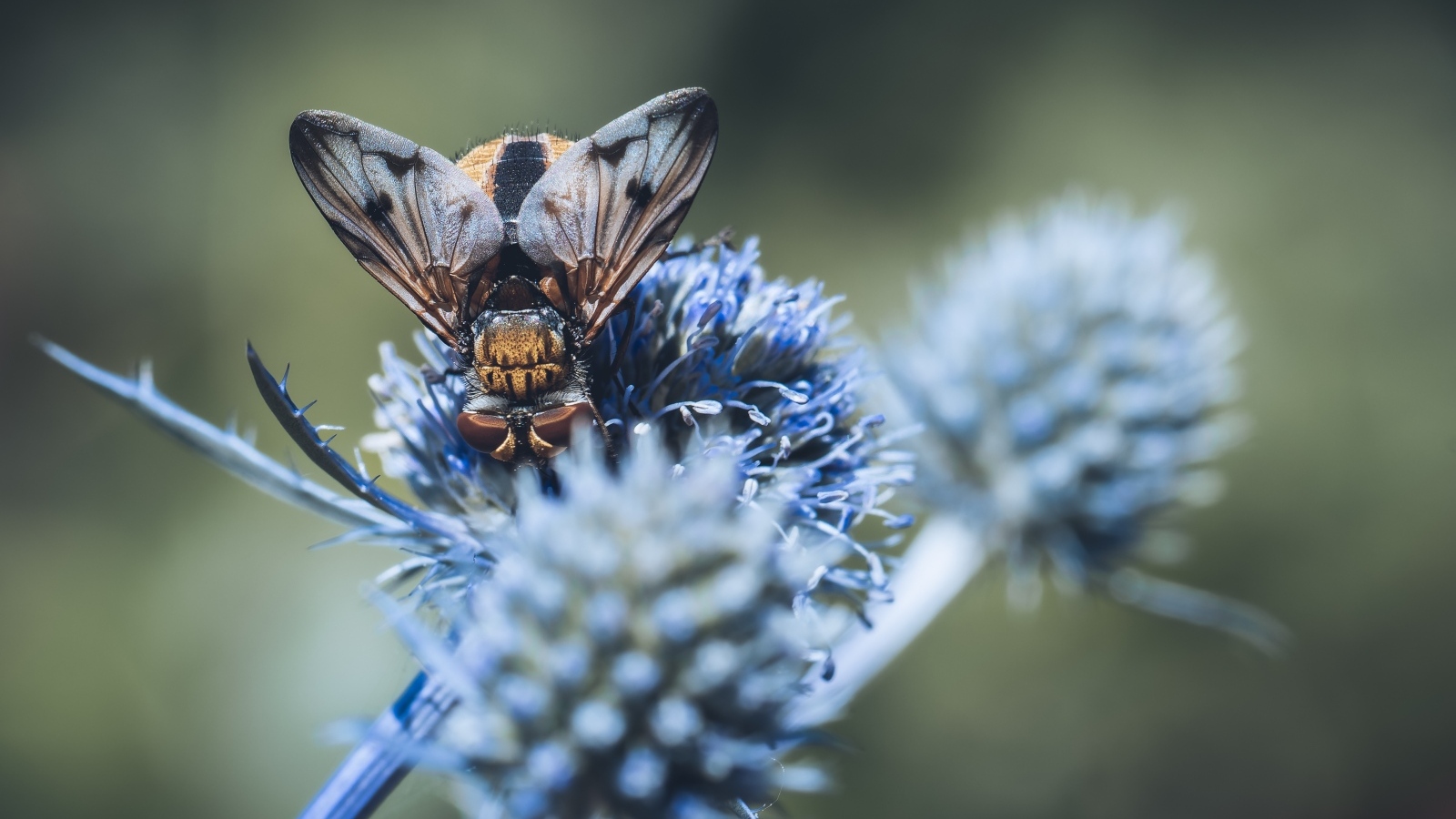 Муха сидит на синем цветке
