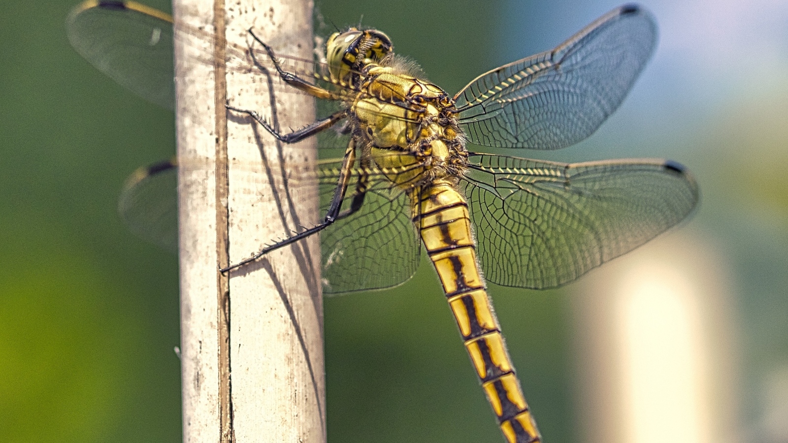 Большая красивая стрекоза сидит на сухой ветке