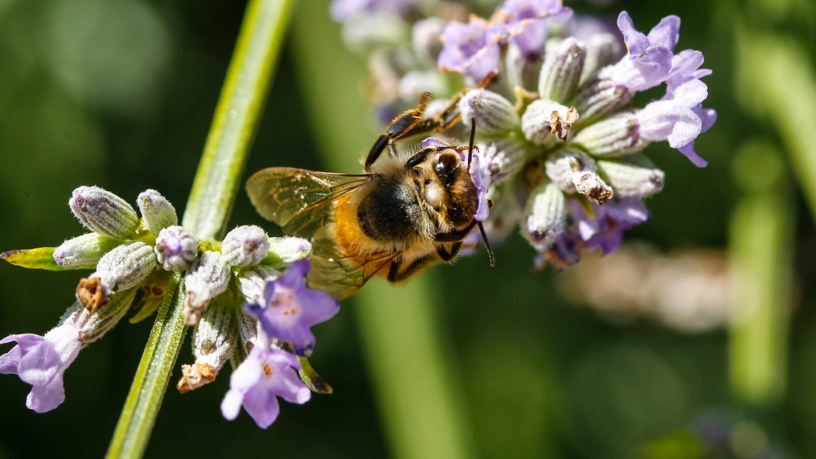 Большая пчела сидит на цветке лаванды