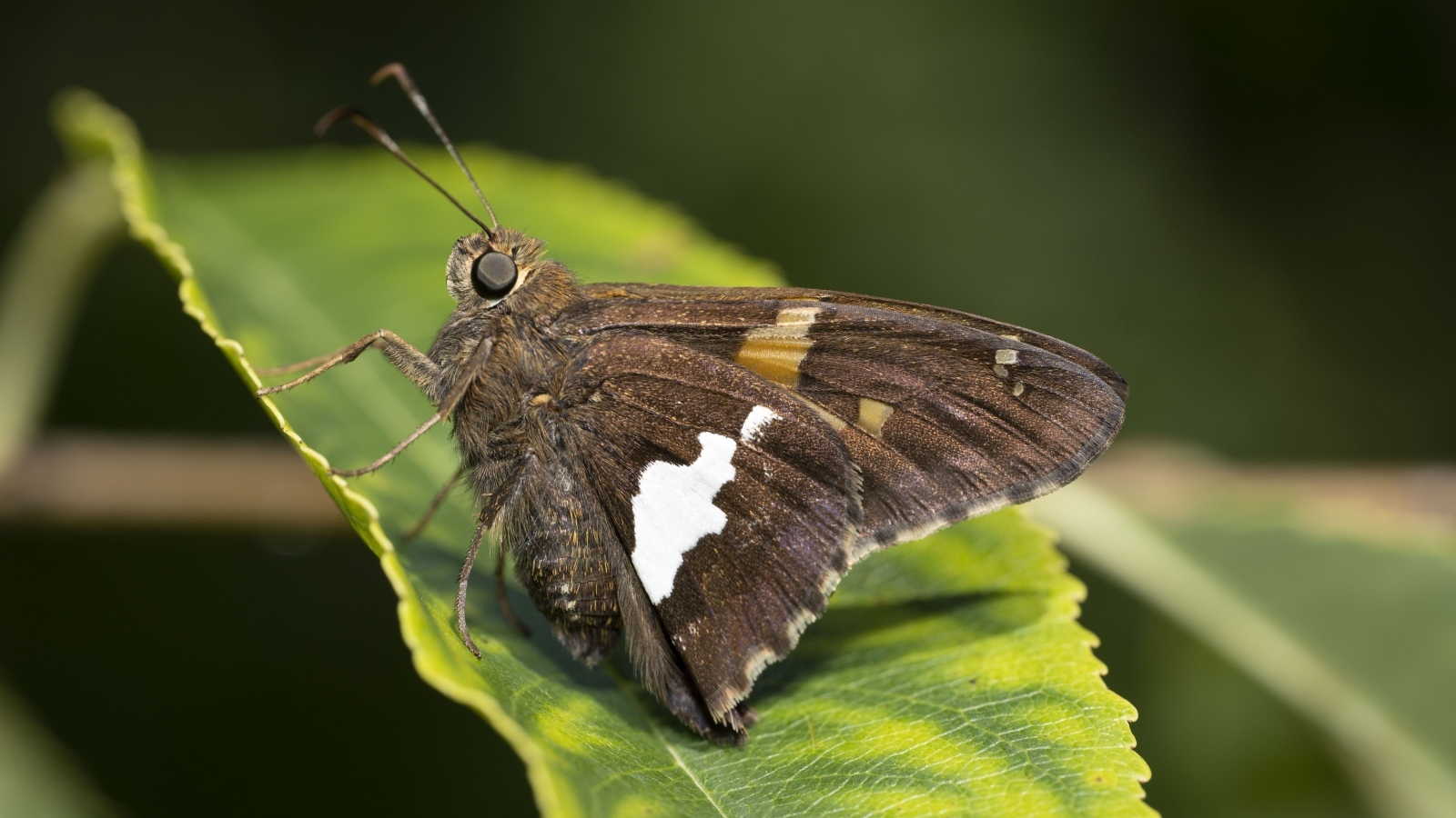 Большая коричневая бабочка сидит на зеленом листе