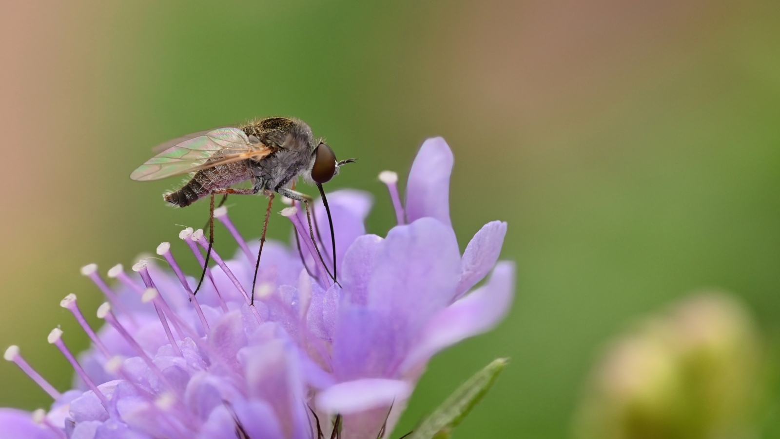 Комар сидит на фиолетовом цветке