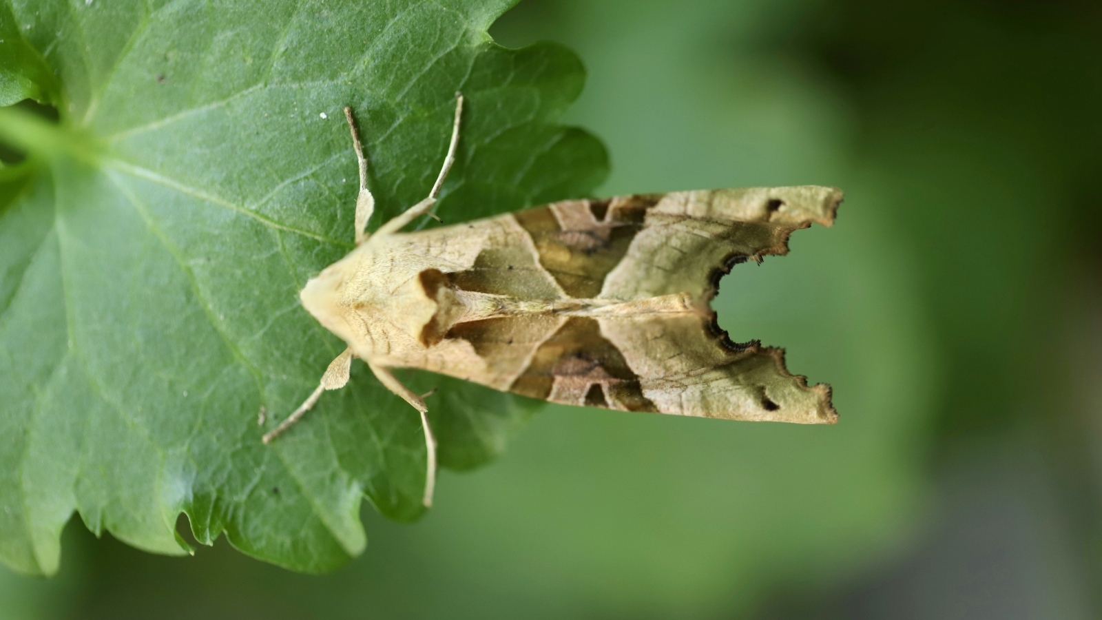 Бабочка агатовая сова на зеленом листе